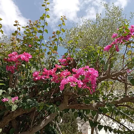 Domus Garden-2